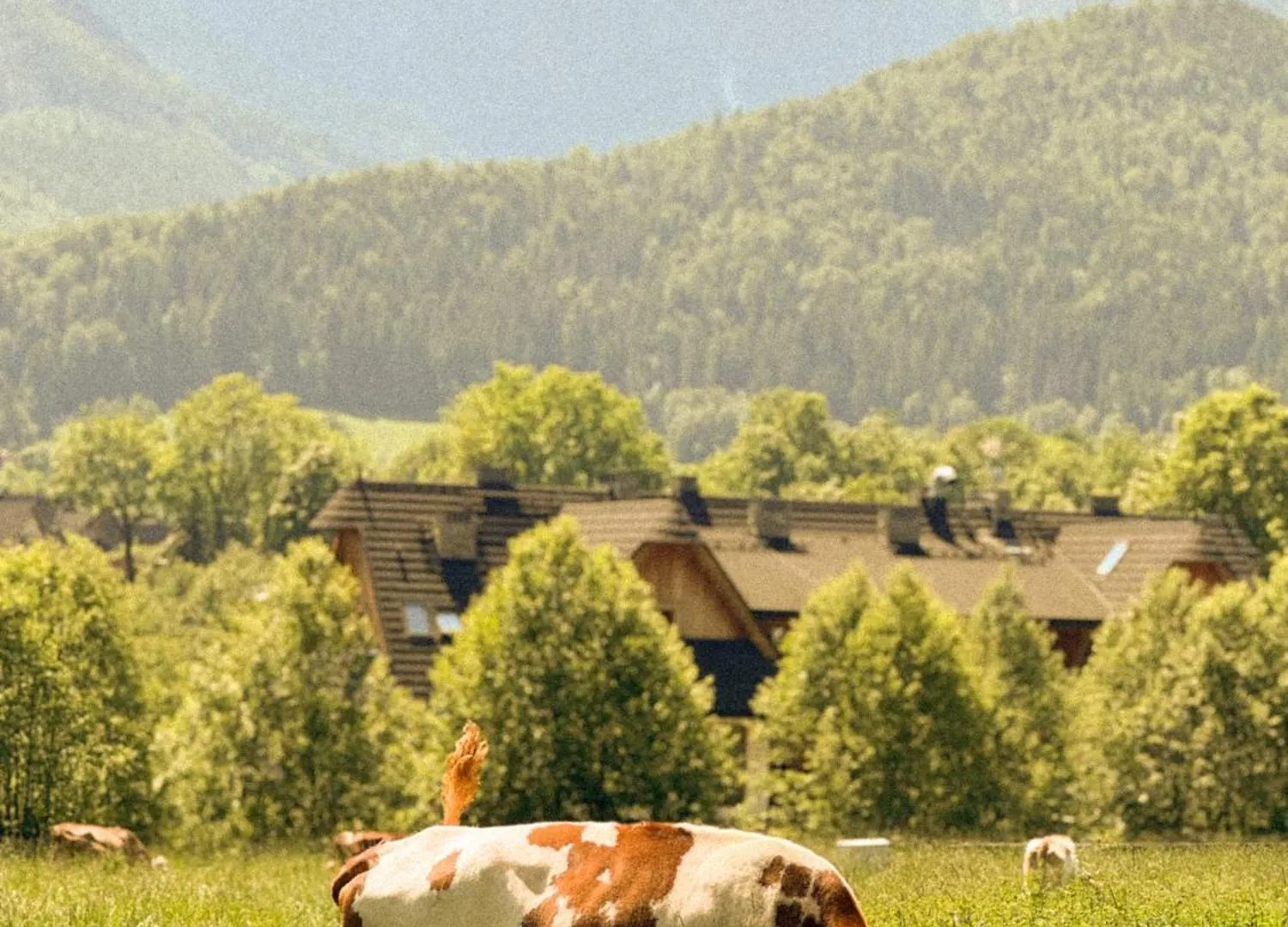 Domek alpejski Willa Bartusiowa Osada Zakopane Polska